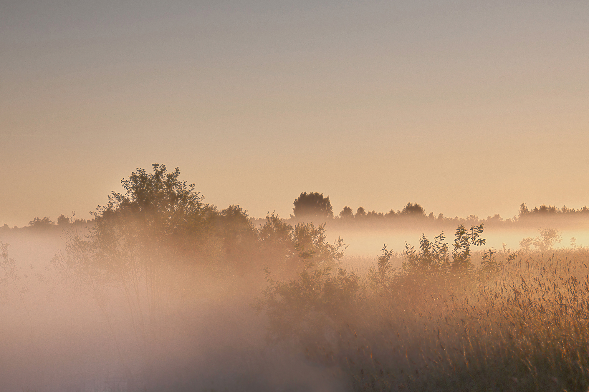 fog,morning,field, Eugenijus Rauduve