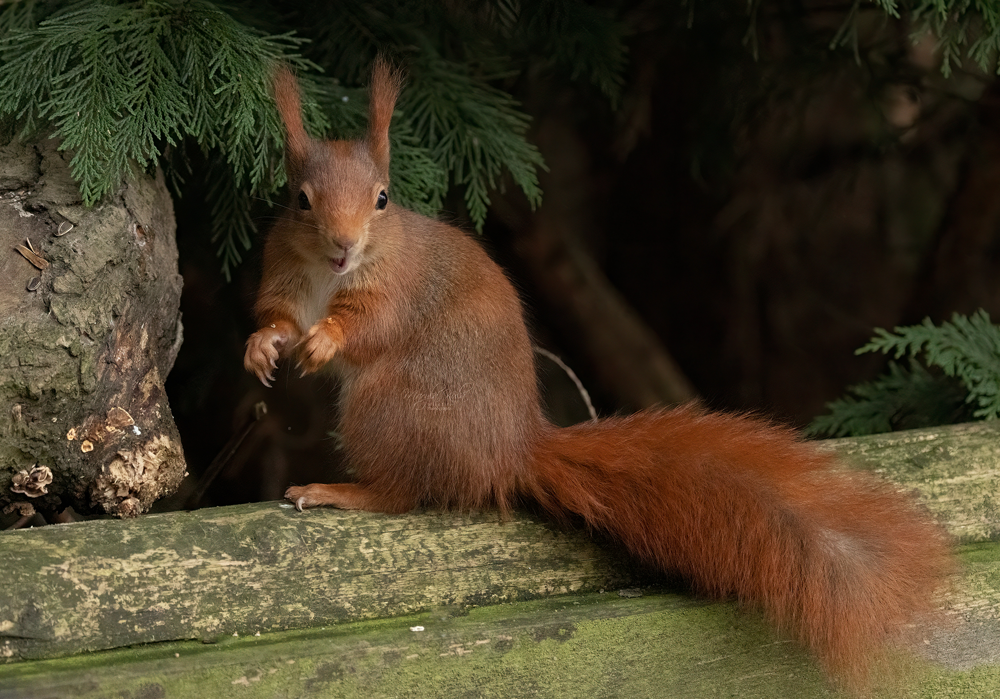 red squirrel, animals, nature, wildlife, canon, MARIA KULA