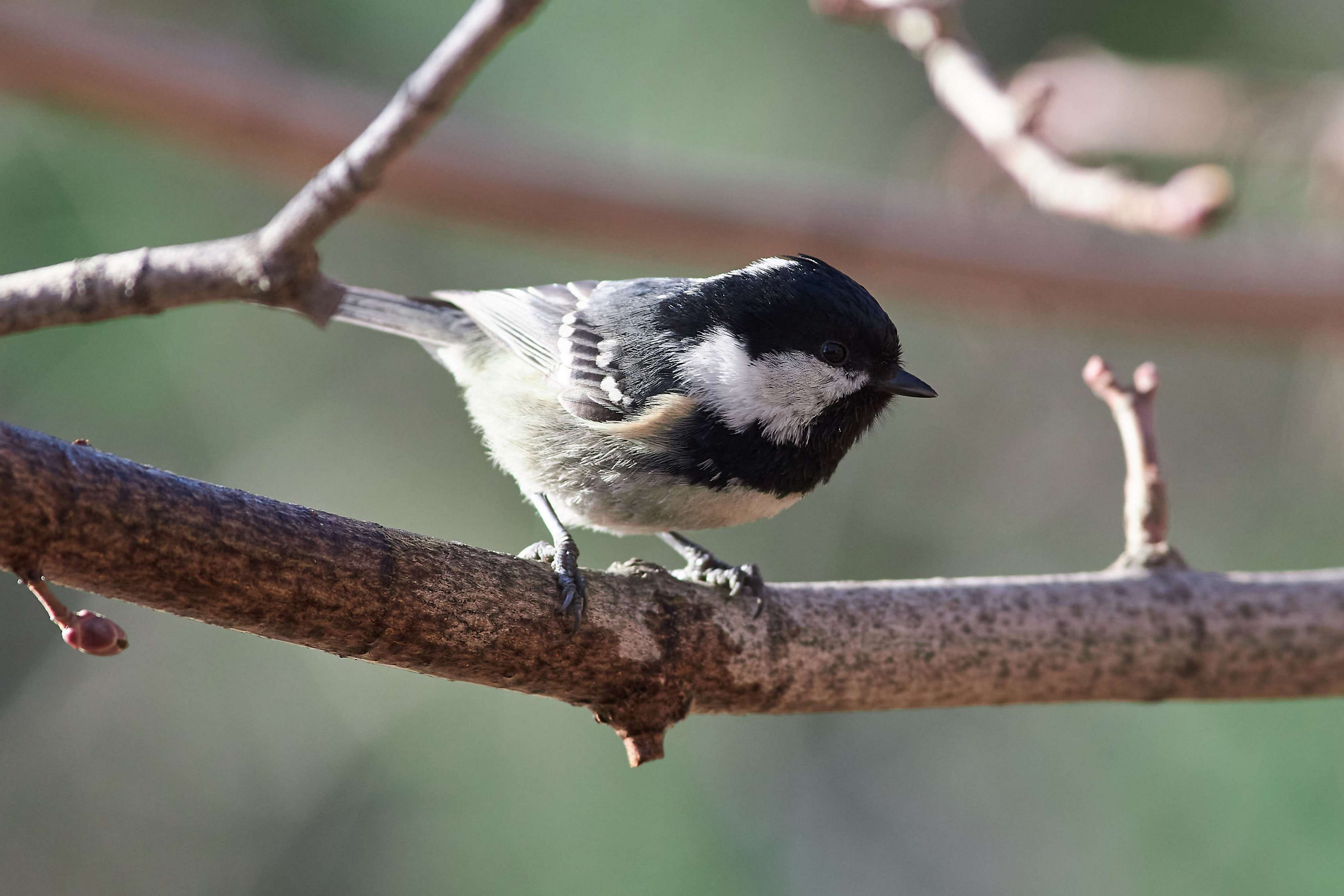 bird, birds, volgograd, russia, wildlife, , Павел Сторчилов