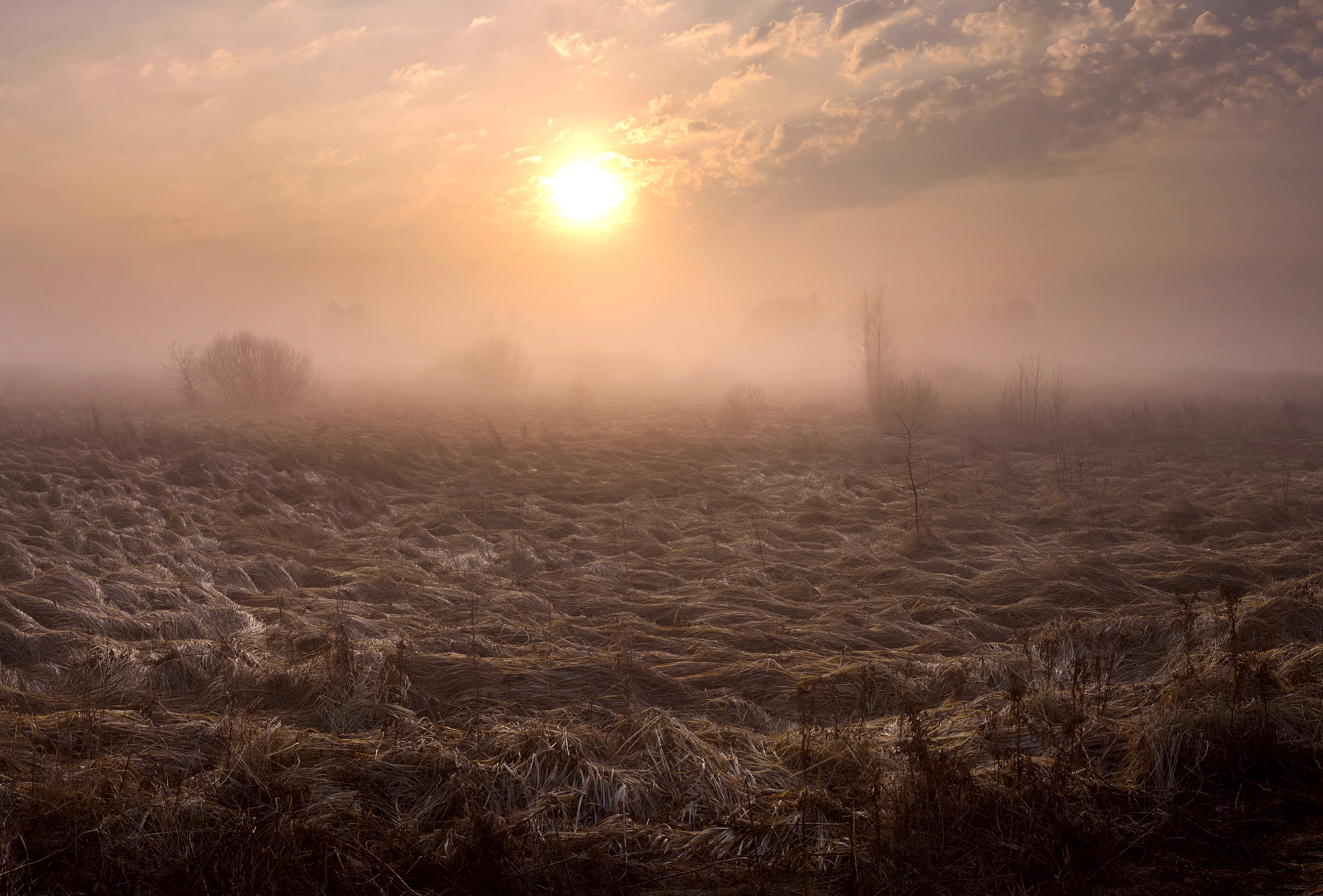 morning,sun,field,garss, Eugenijus Rauduve