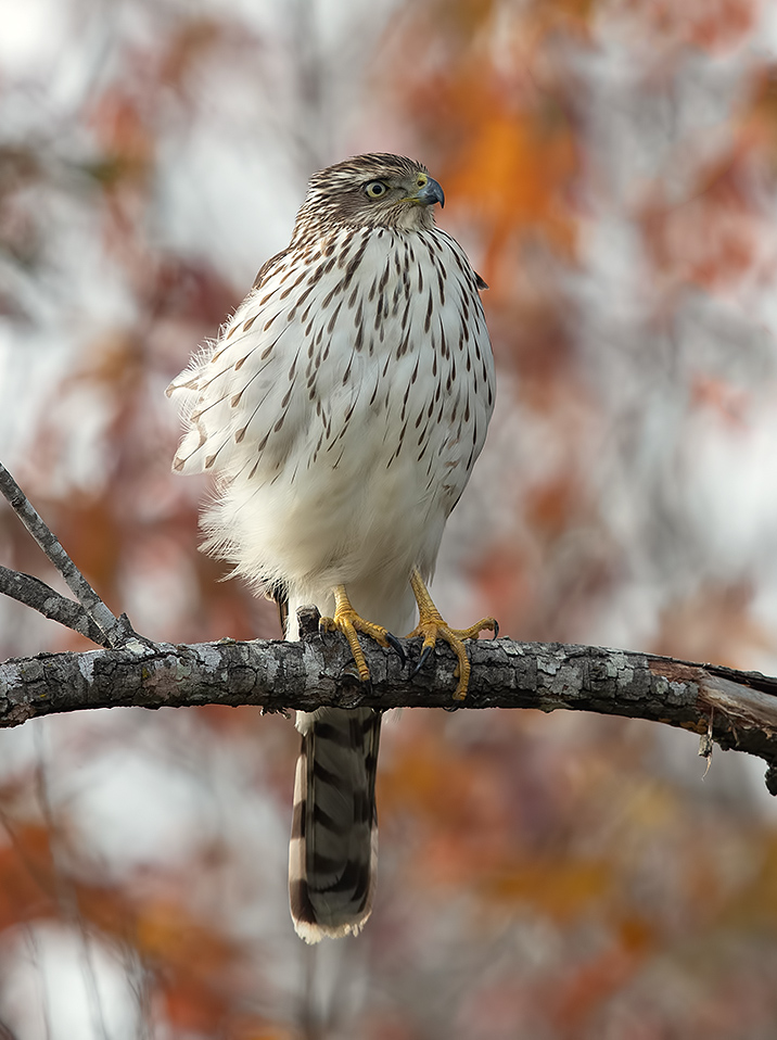 полосатый ястреб, sharp-shinned hawk, ястреб, hawk, Etkind Elizabeth