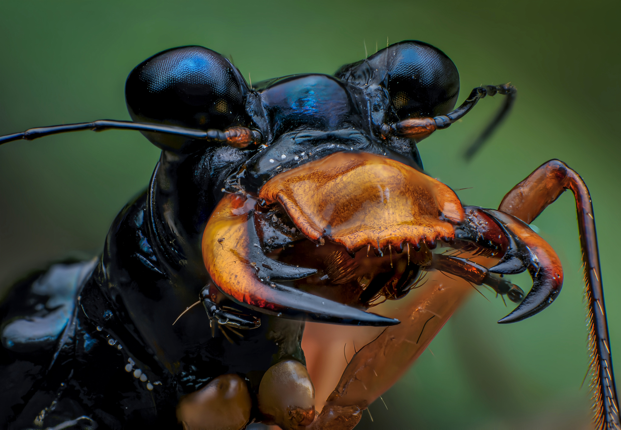 macro, insect, closeup, nature, bugs, Celis Norman