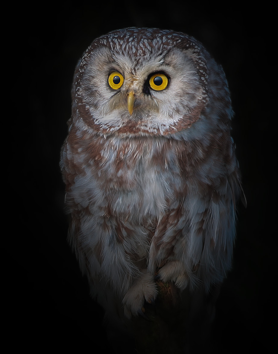 мохноногий сыч, aegolius funereus, tengmalm\'s owl, lututė, Kavaliauskas Eugenijus