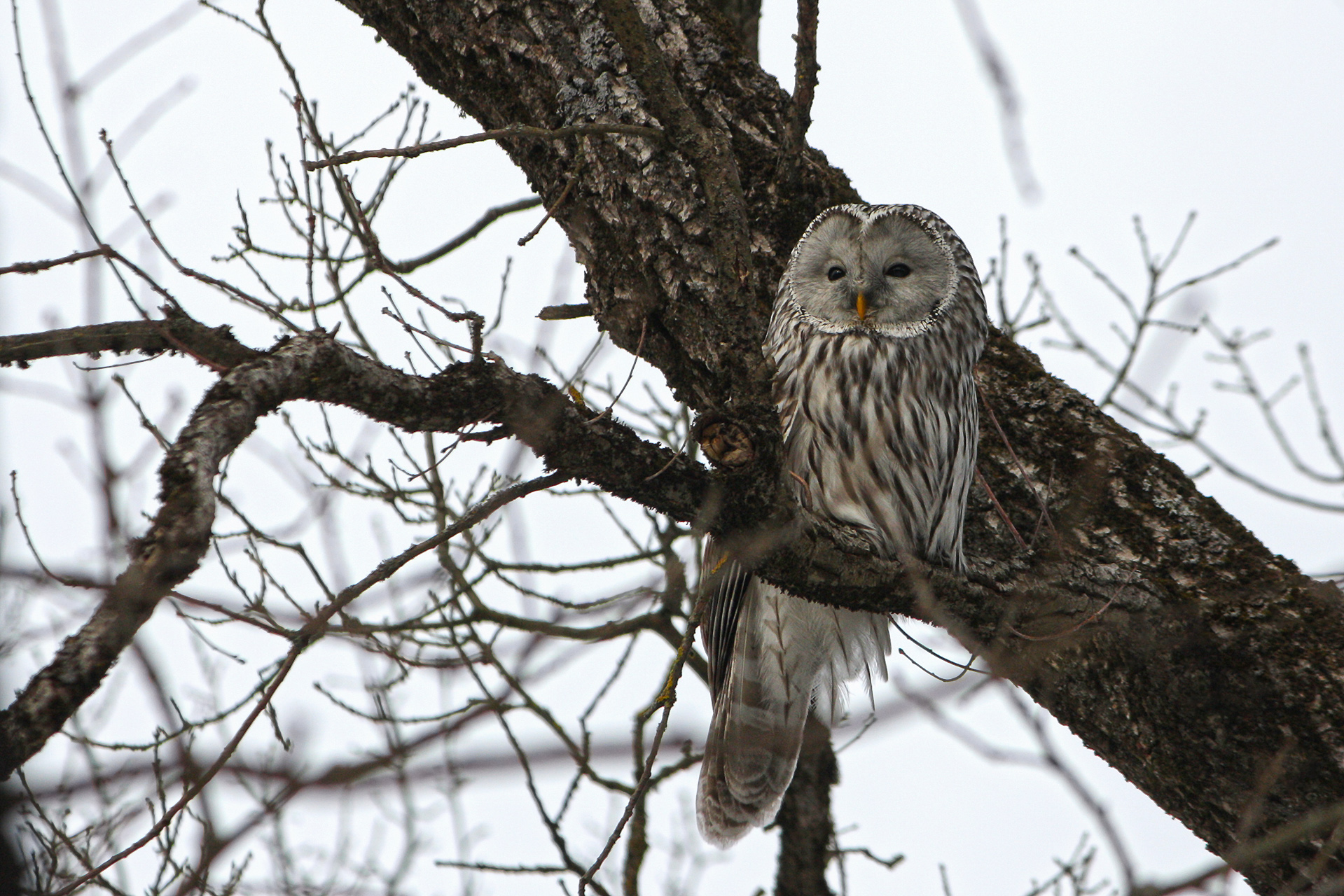 длиннохвостая неясыть, уральская неясыть, strix uralensis, КарОл