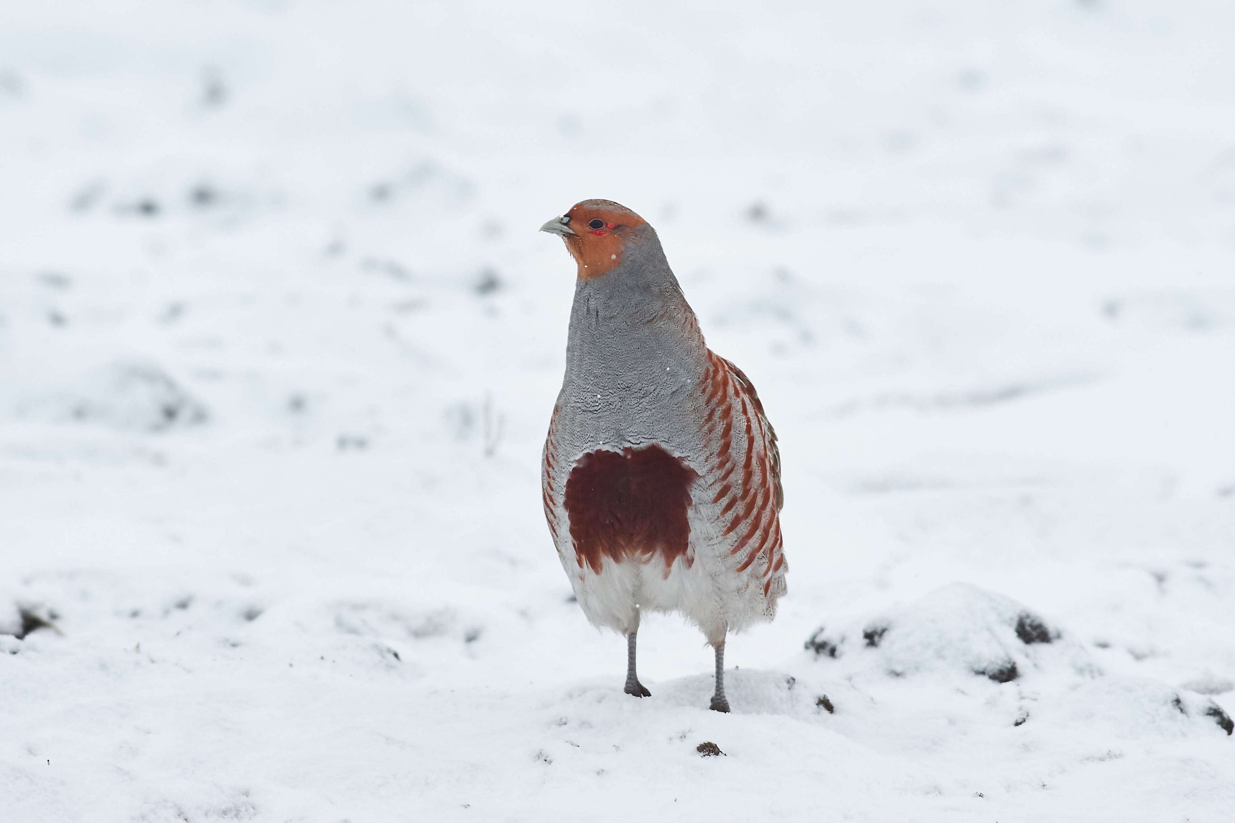 bird, birds, volgograd, russia, wildlife, , Павел Сторчилов