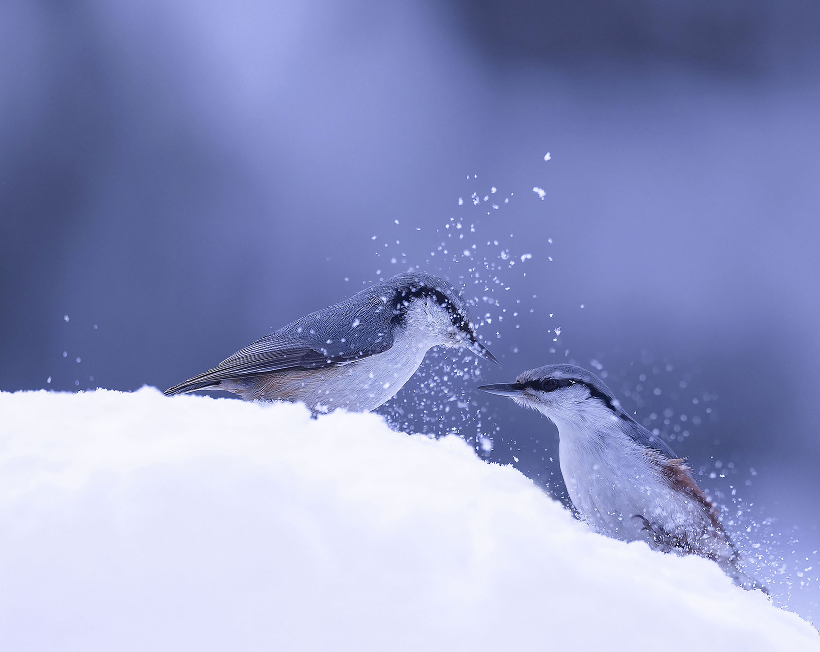 птицы,поползни, зима, bird, winter, nature, Стукалова Юлия