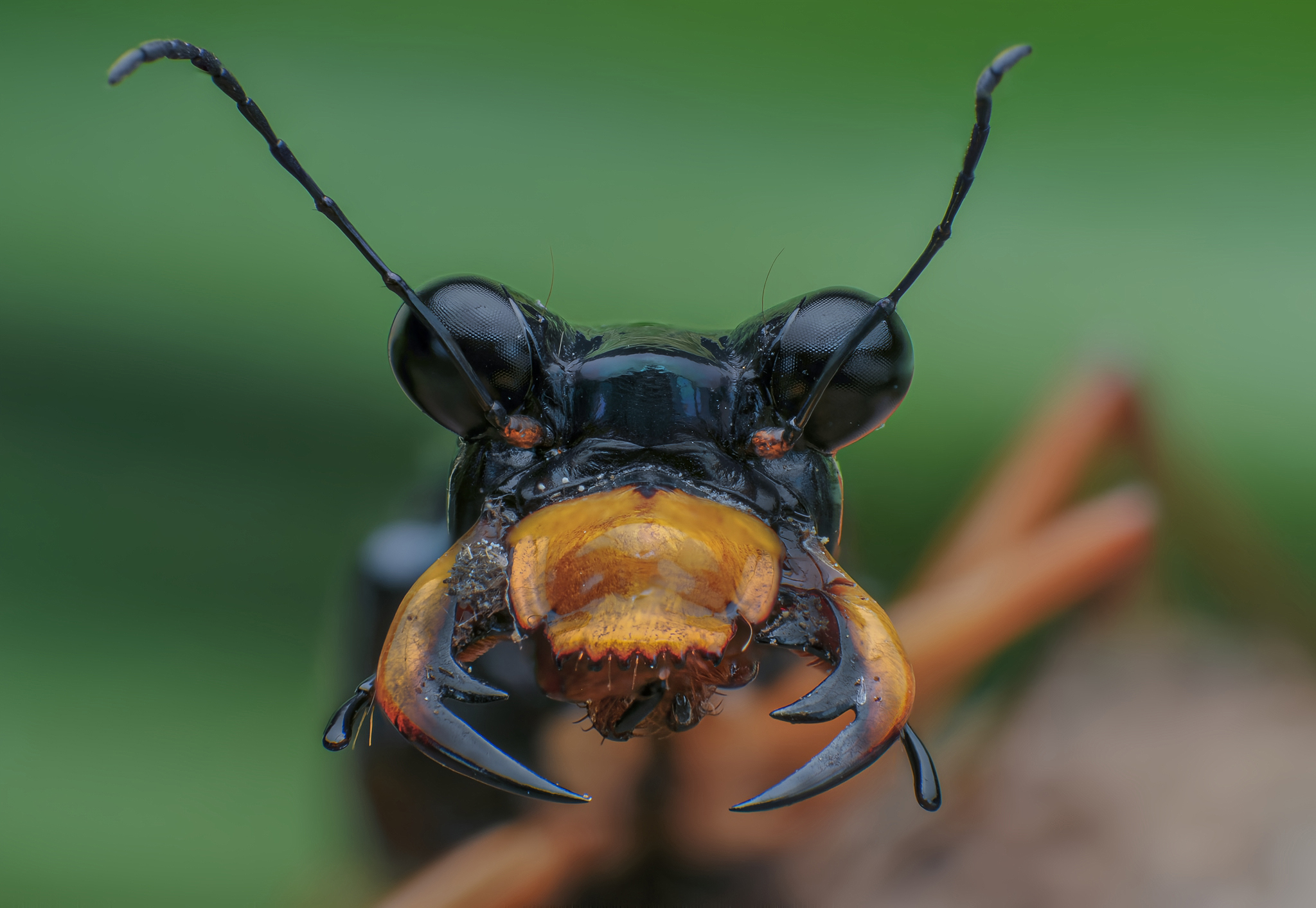 macro, insect, closeup, nature, bugs, Celis Norman