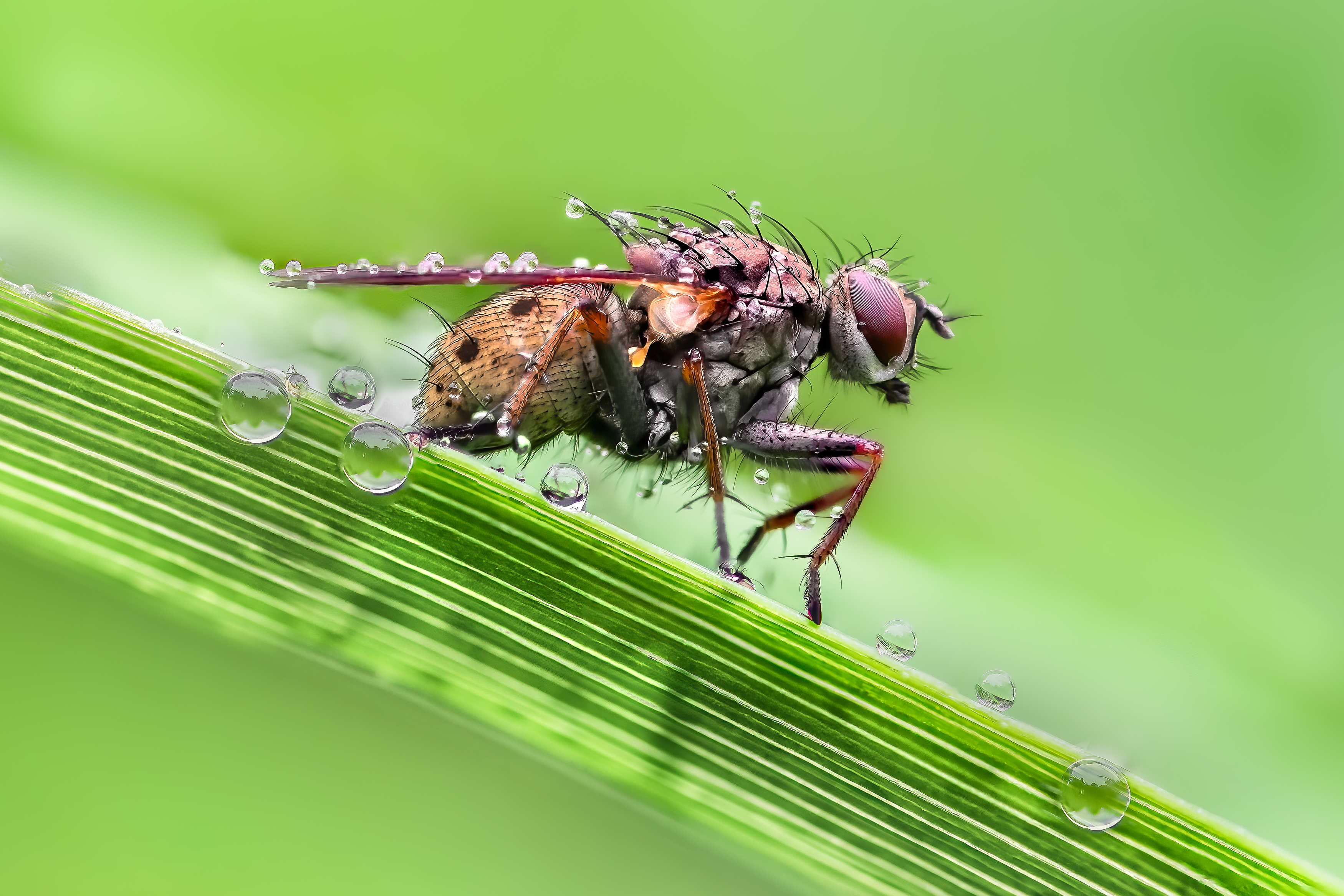 fly, insect, leaf, tiger fly, macro, bug, nature wild, robber fly, robber,, Atul Saluja