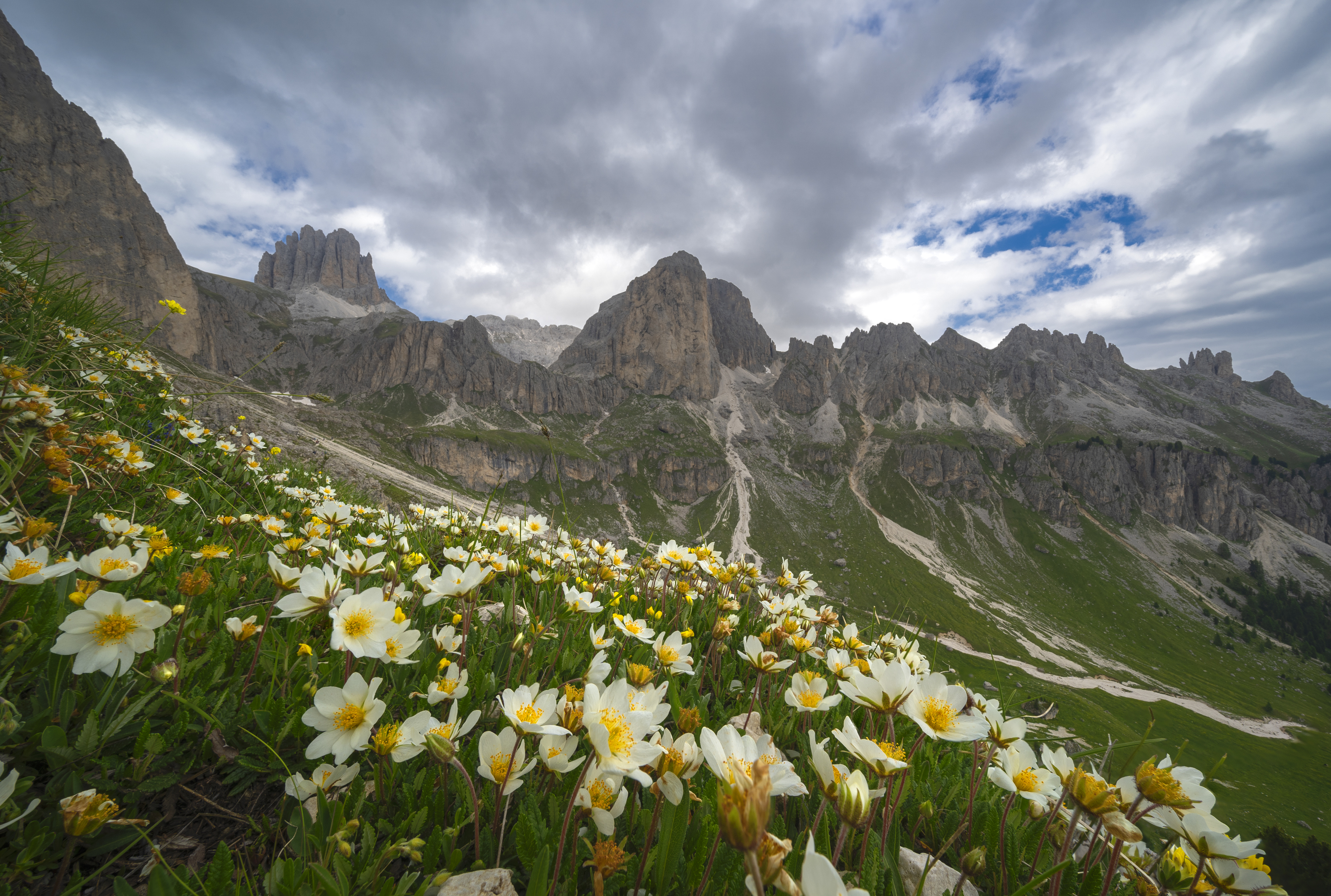 Italy, dolomiti, mountain, mountains, landscape, flowers, , Igor Sokolovsky