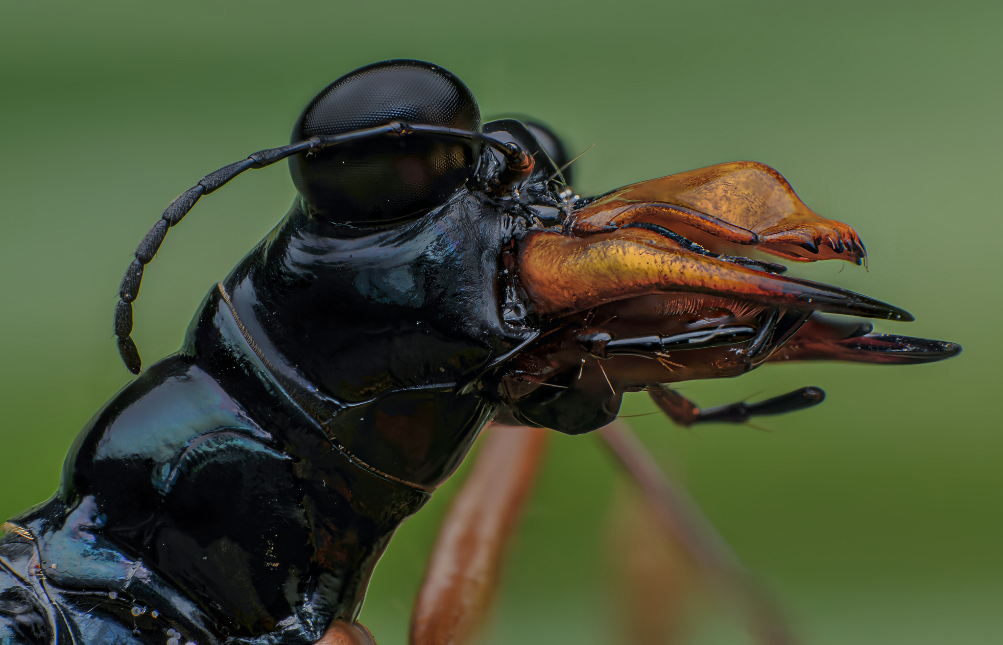 macro, insect, closeup, nature, bugs, Celis Norman