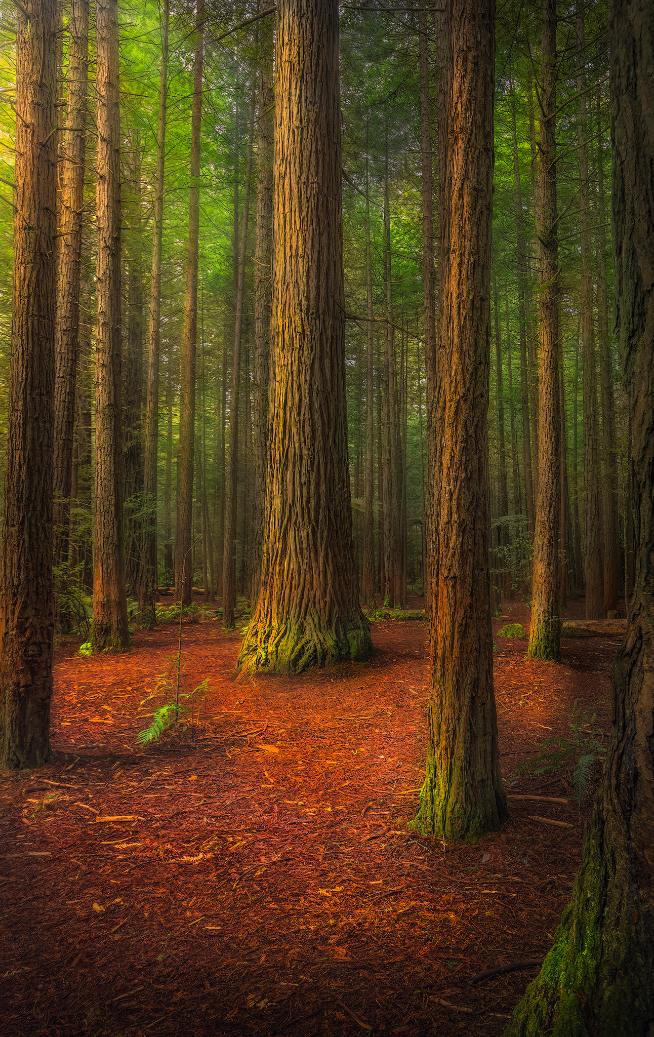 Landscape, outdoors, travel, woods, Redwoods, new zealand, Lukas Trixl