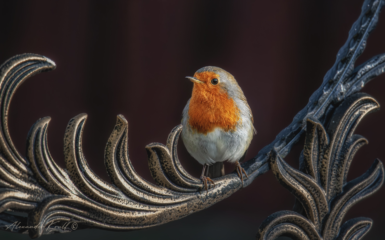 зарянка, малиновка, erithacus rubecula, Круль Александр