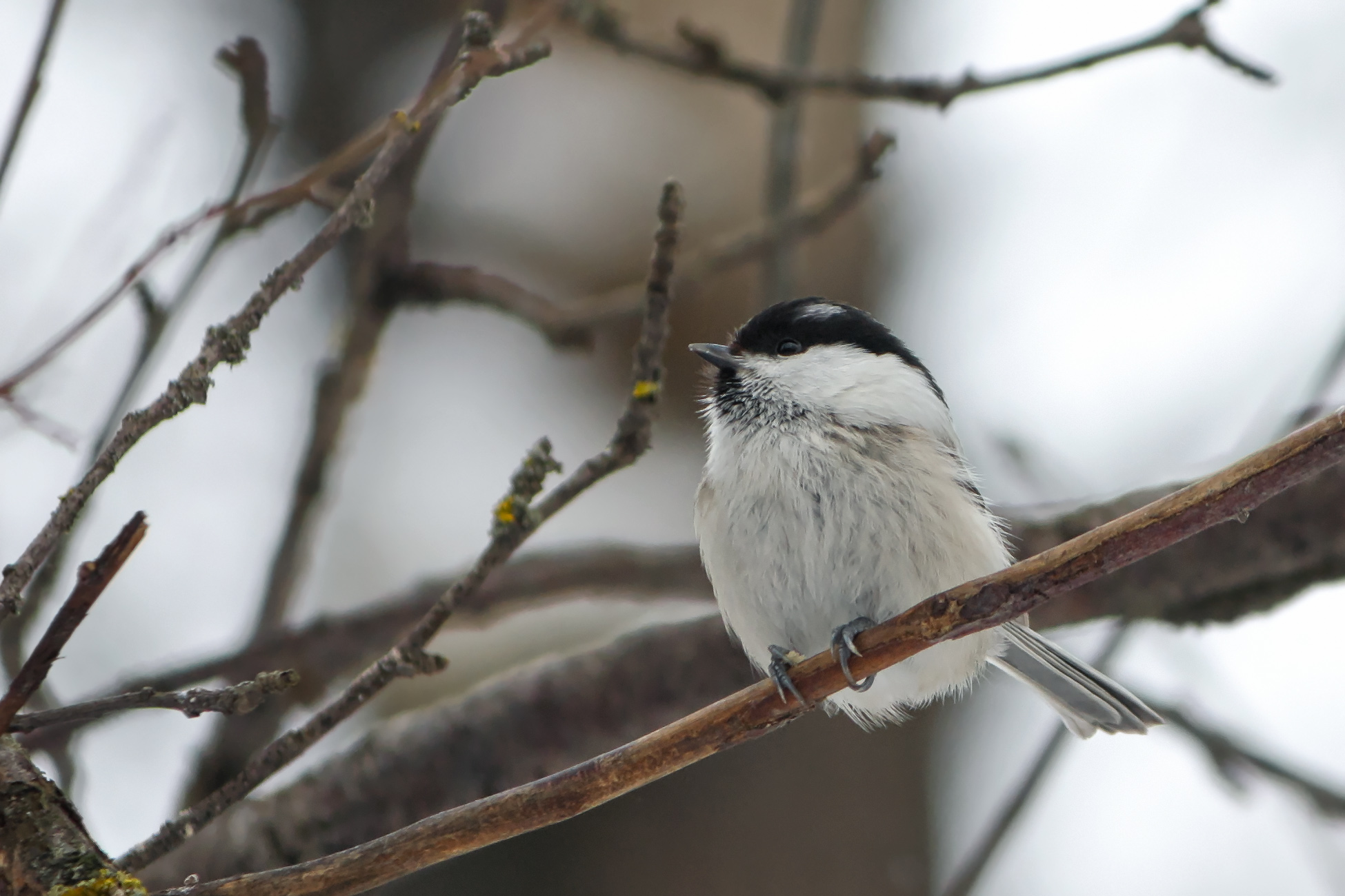 синица, буроголовая гаичка, пухляк, poecile montanus, КарОл