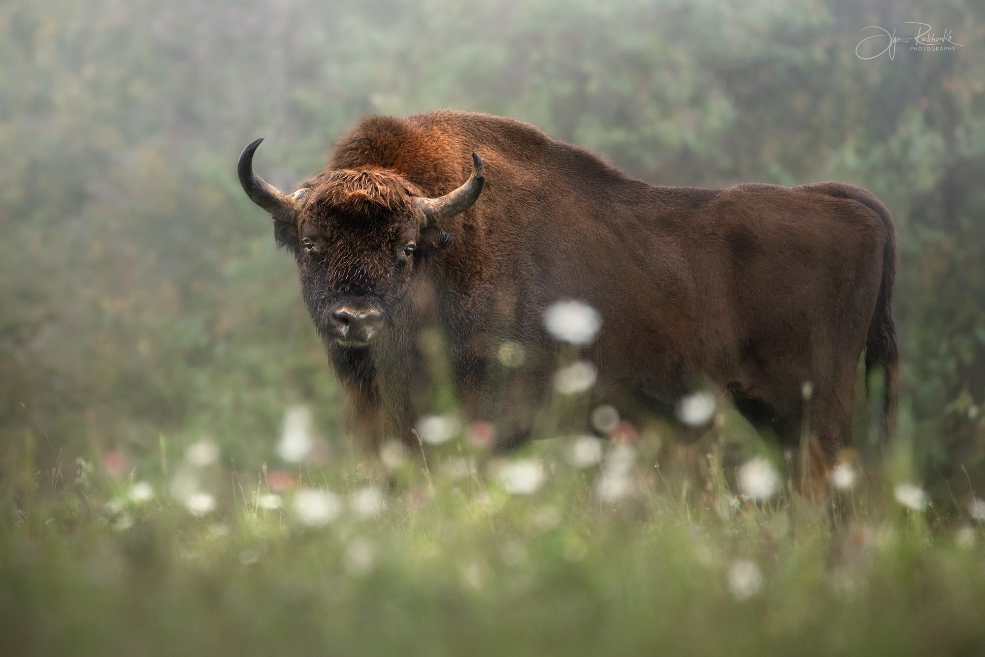 зубр, млекопитающие, беларусь, красный бор, bison, Рудченко Ольга