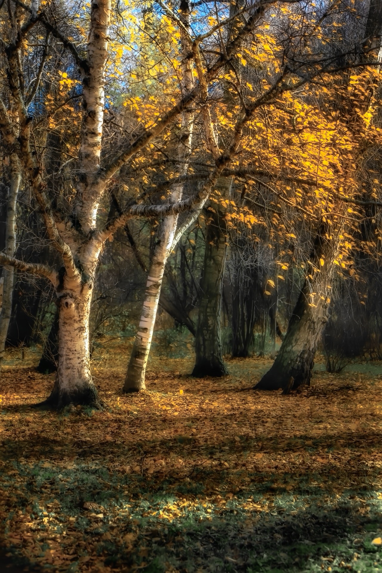 пейзаж, landscape, nature, природа, осень, autumn, золотаяосень, goldatum, лес, forest, Julia Kaissa