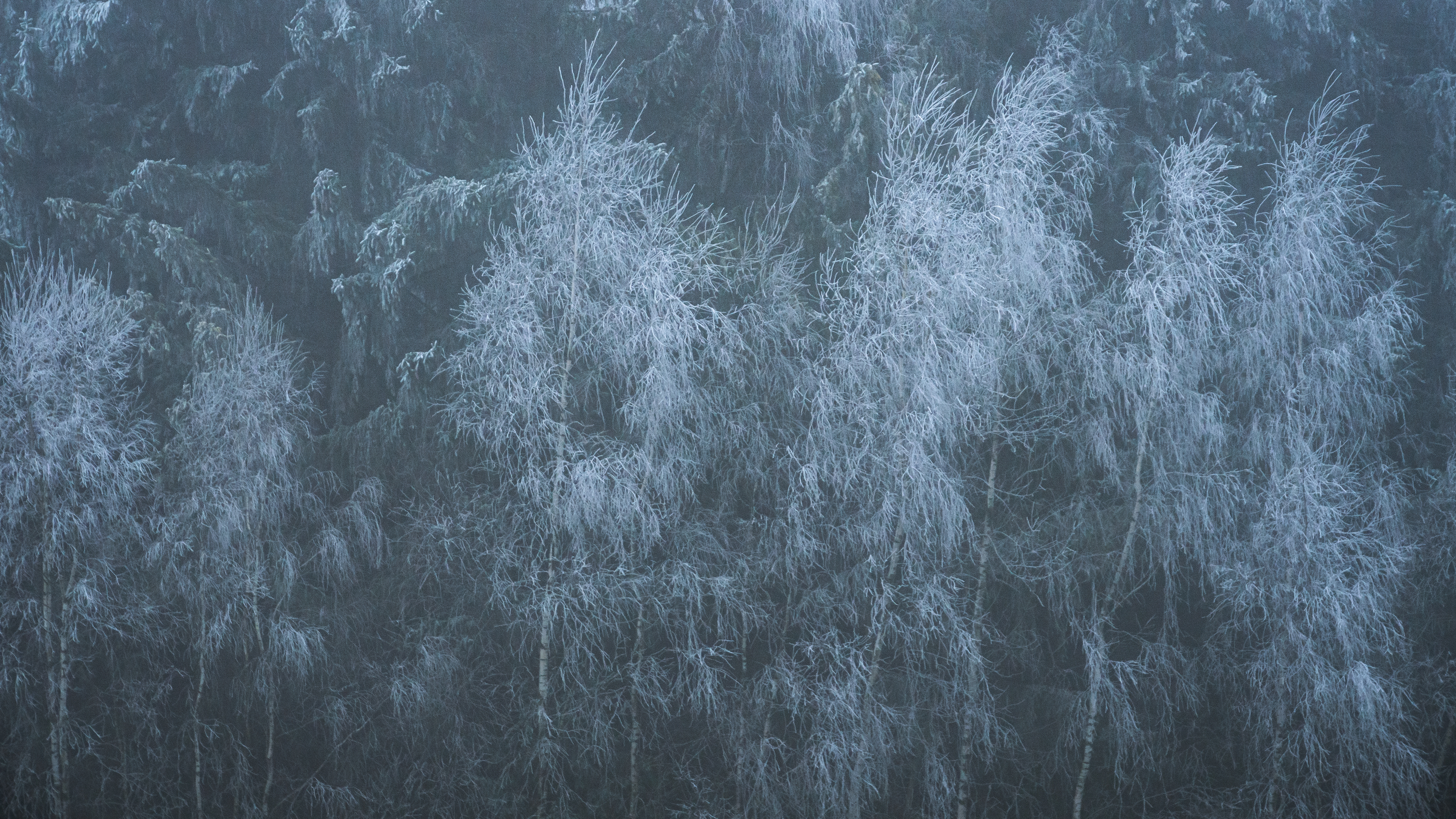 czechia,czech,lusatian,woodland,trees,snow,frozen,winter, Slavomír Gajdoš