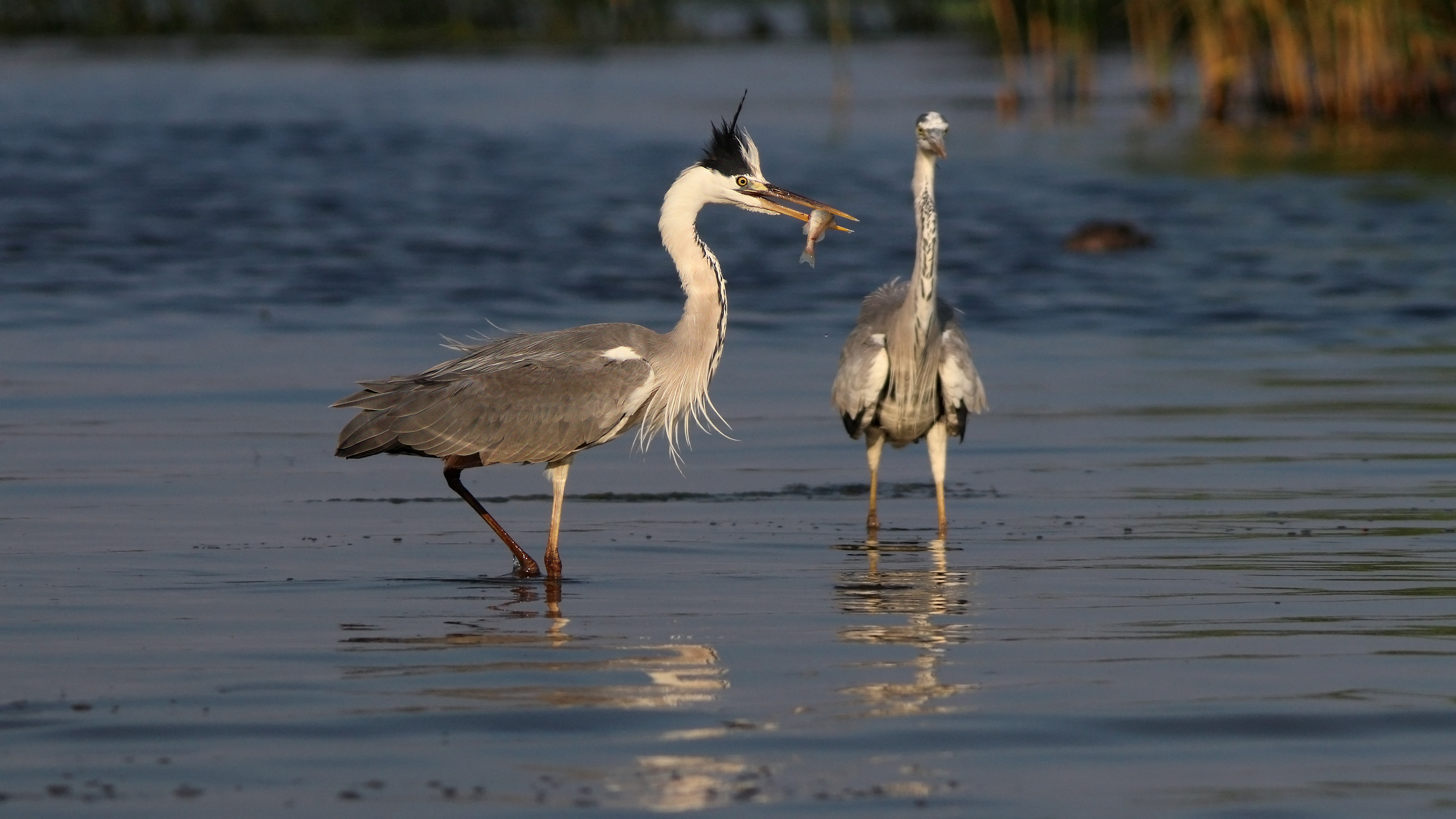 серая цапля, ardea cinerea, grey heron, куршская коса, куршский залив, Бондаренко Георгий