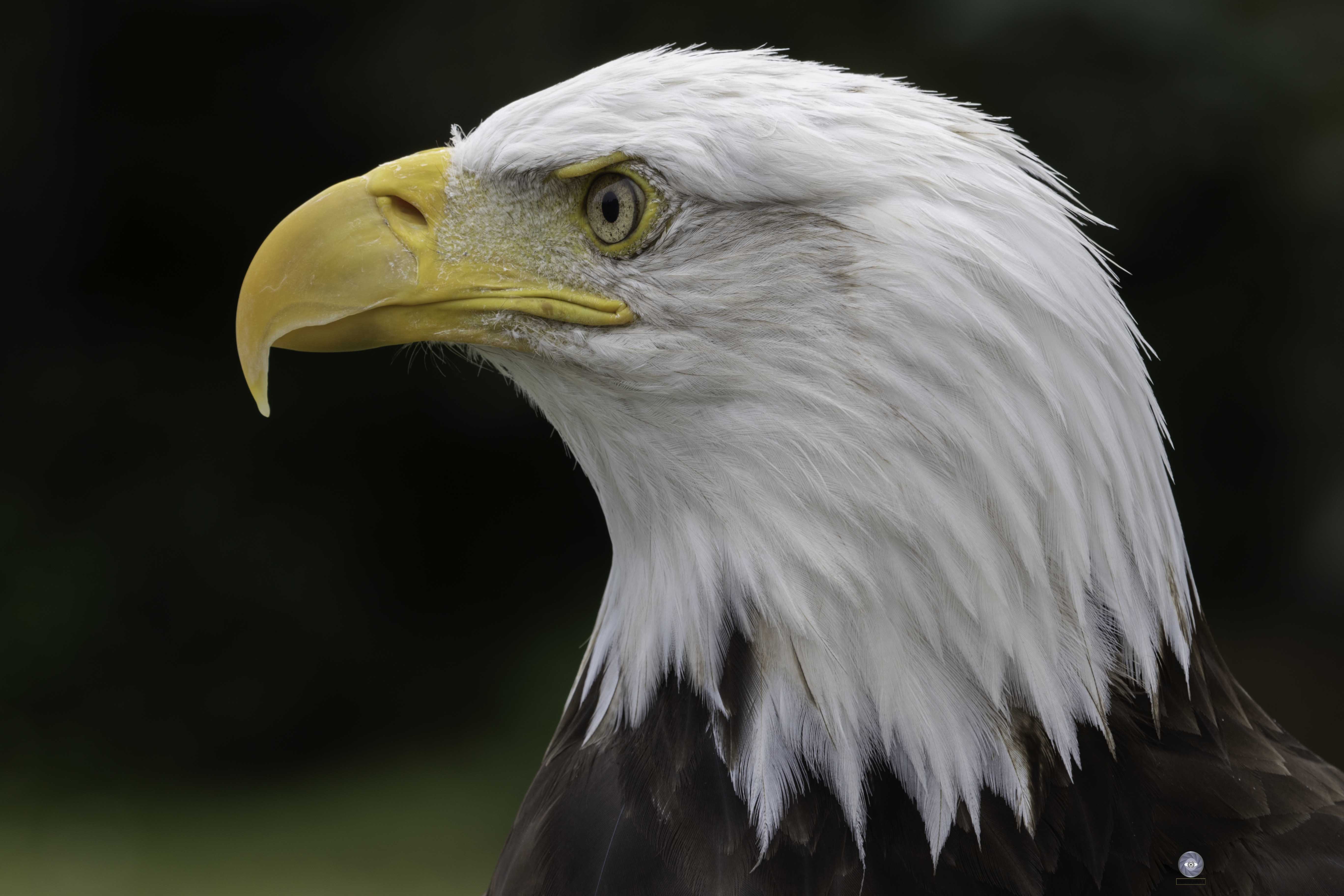 bald eagle, Ali Pashang