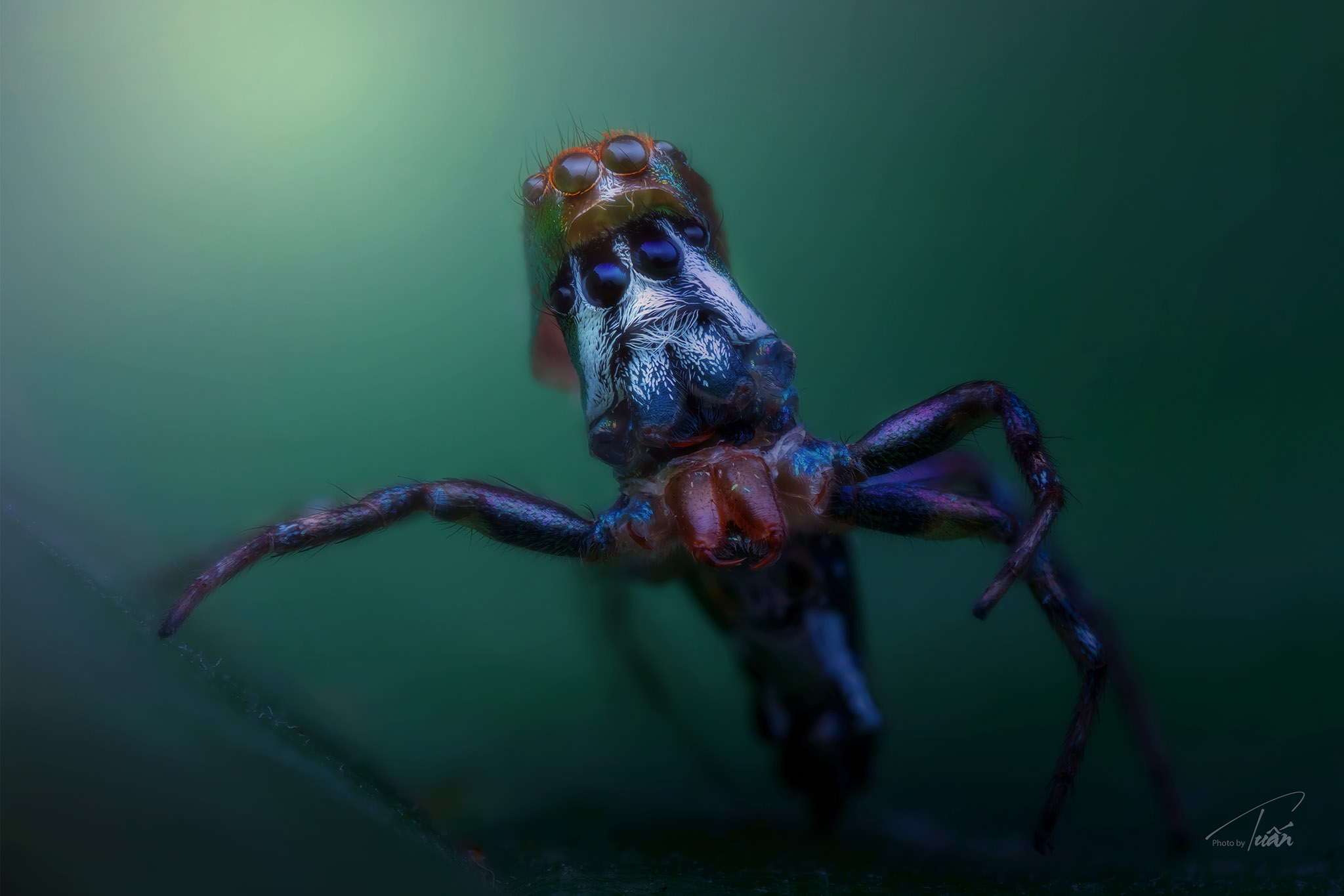 #macro #spider #photoByTuan, Tran Anh Tuan