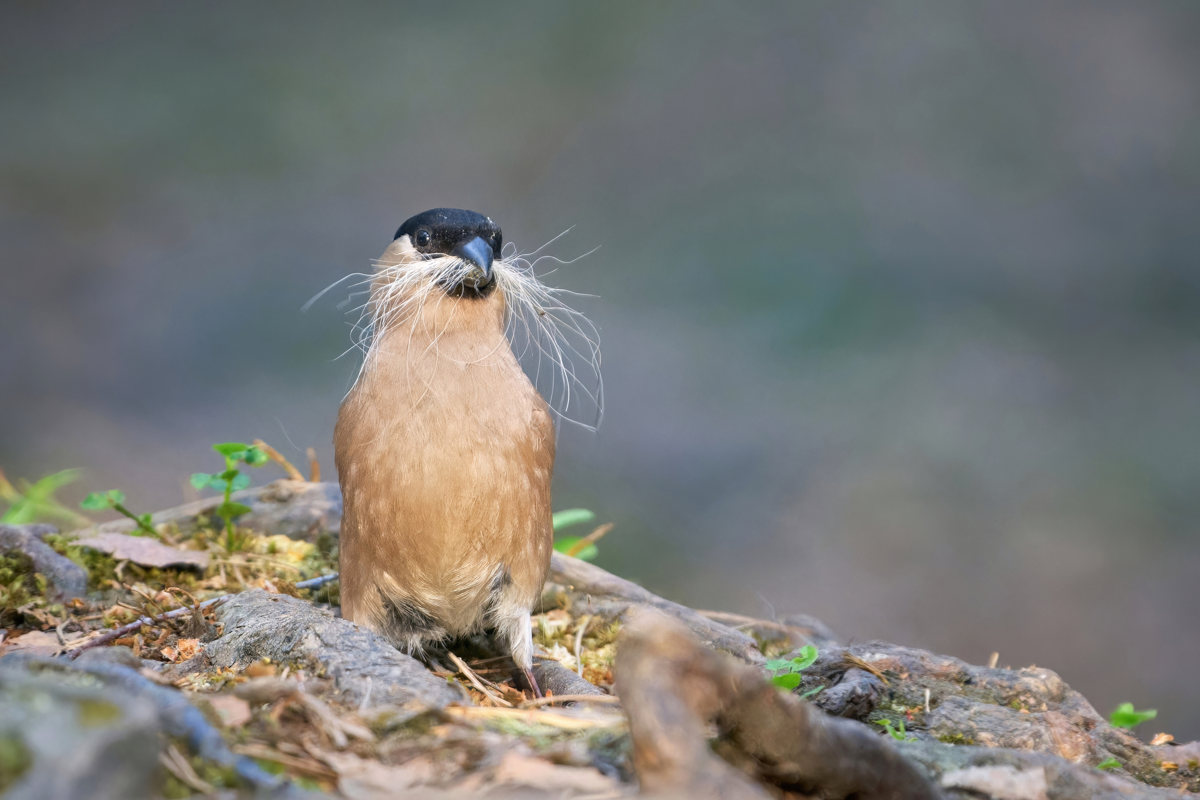 снегирь,bullfinch,Pyrrhula pyrrhula,, Andrey Gulivanov