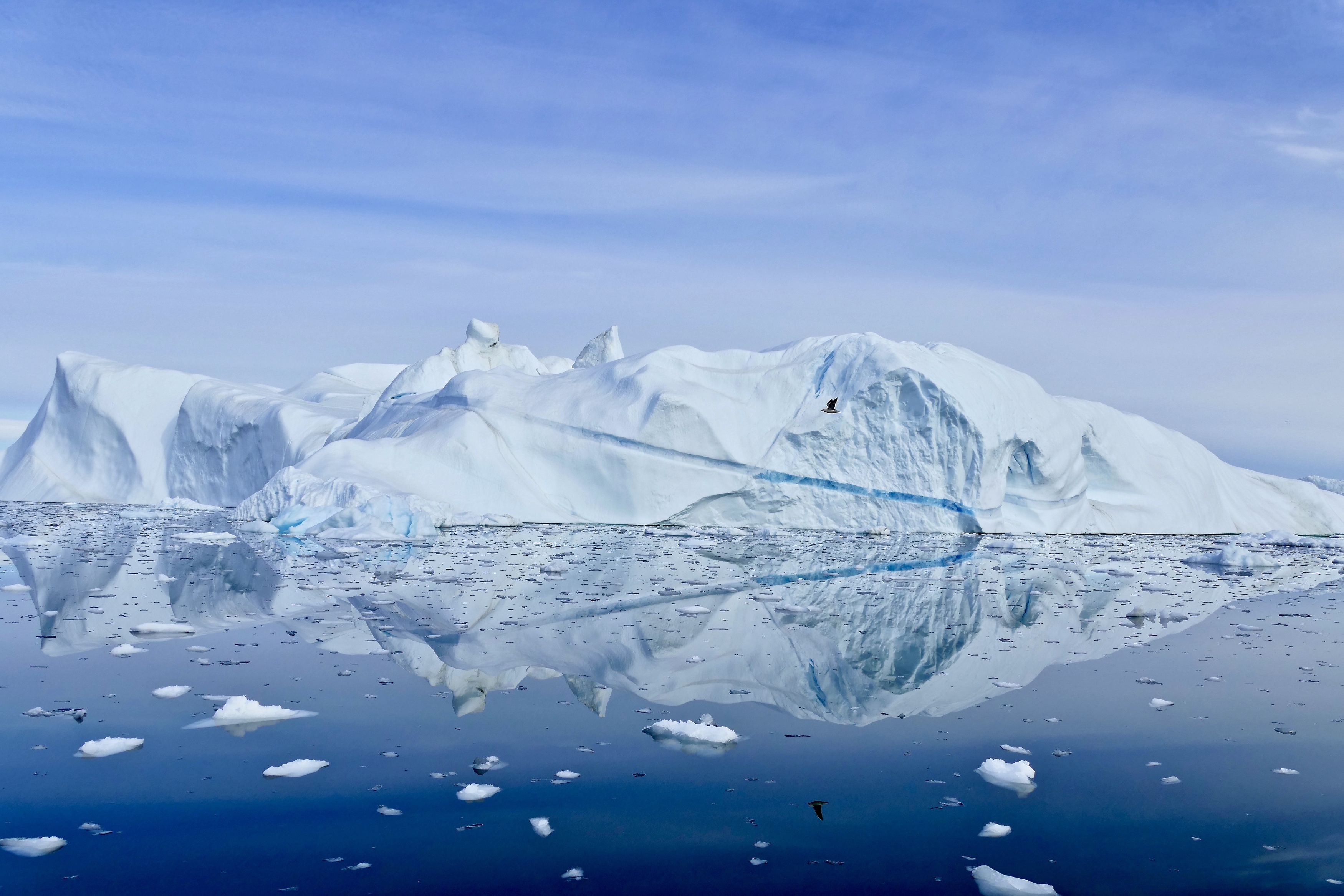 Landscapes, Greenland, Bird, Iceberg, reflection, Sea, Blue, Ice, Cold, , Svetlana Povarova Ree