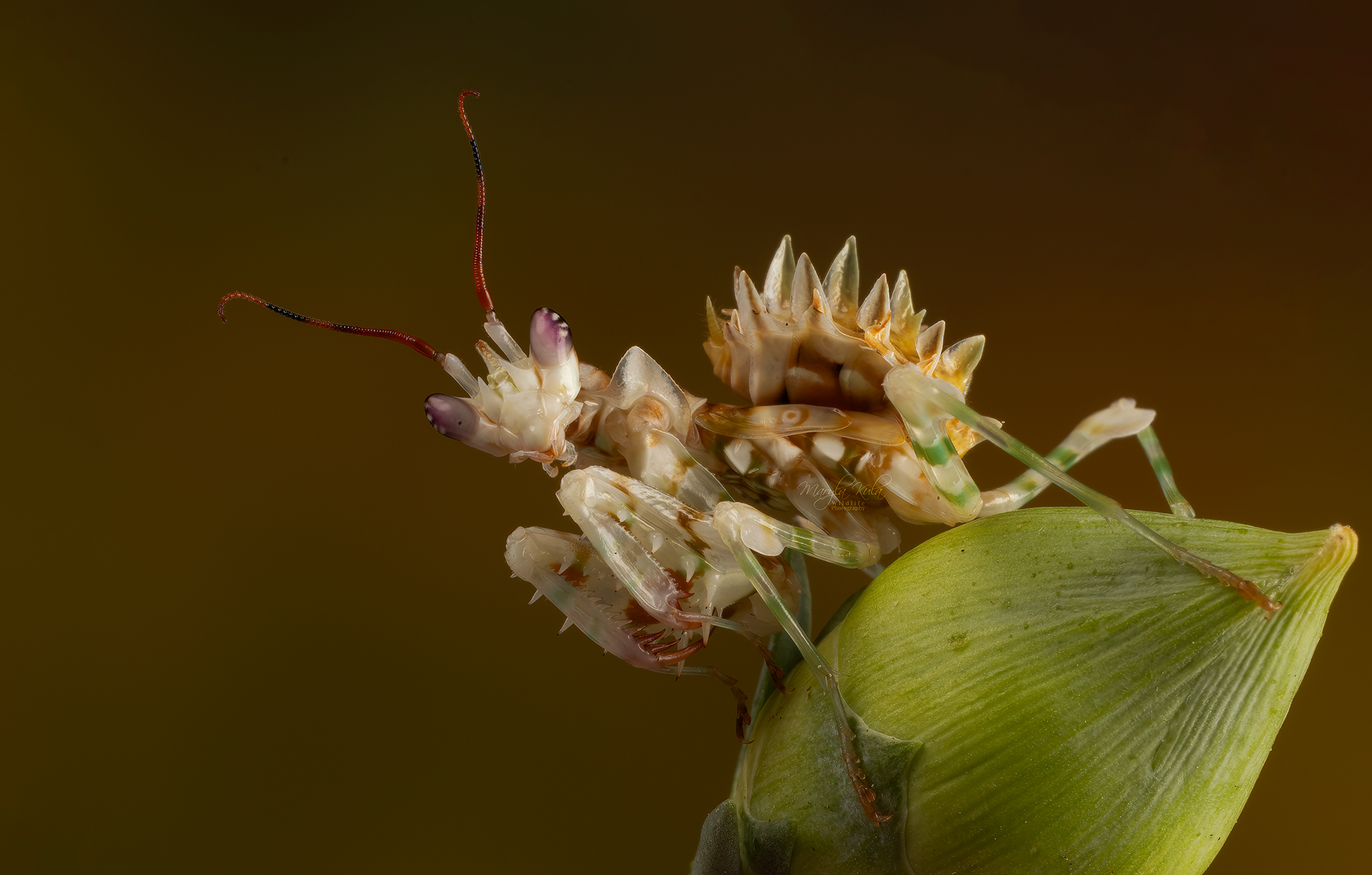 spiny flower mantis, mantis, close up, nature, canon, MARIA KULA