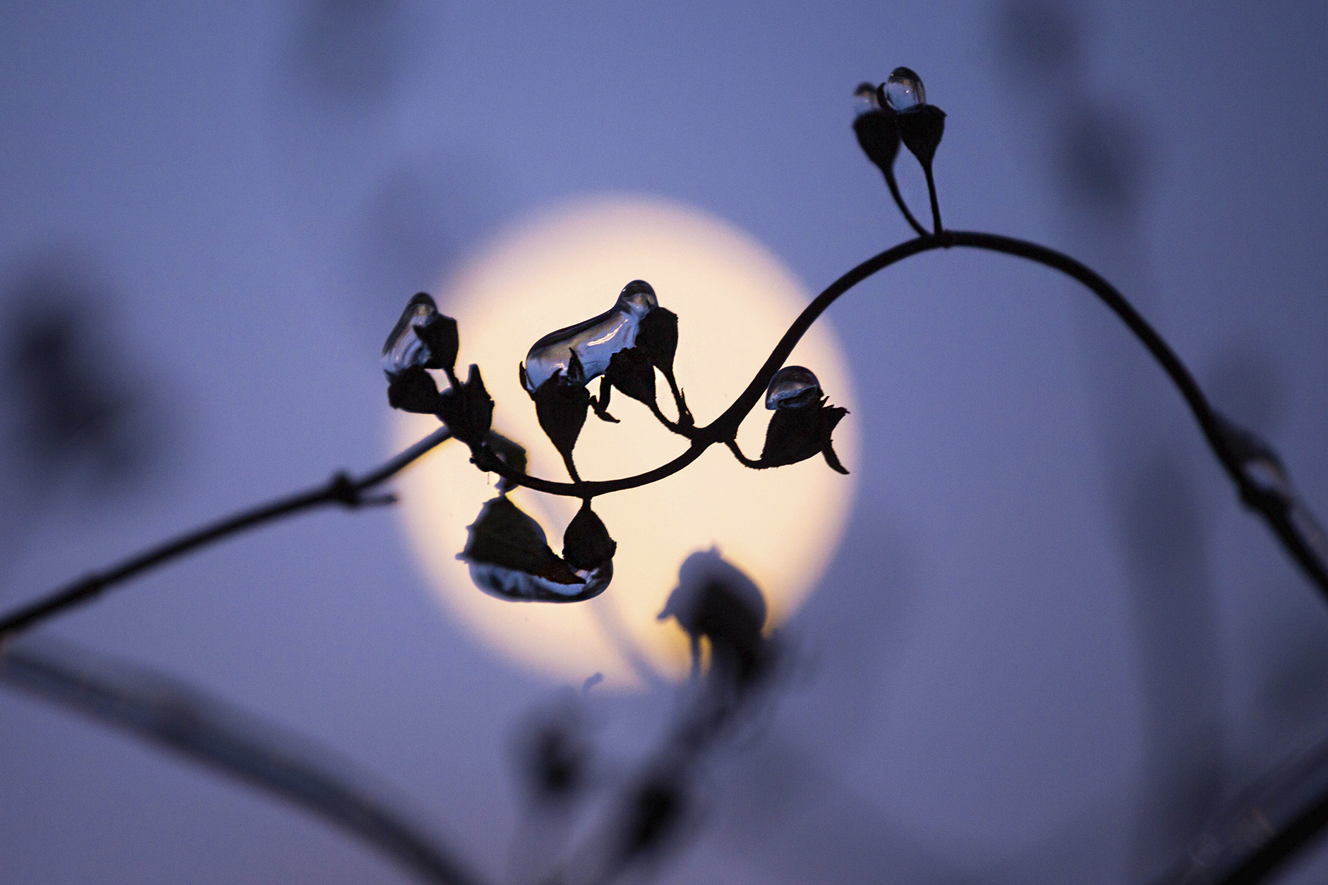 macro, moon, ice, winter, зима, лед, луна, макро,  Nina Zorina