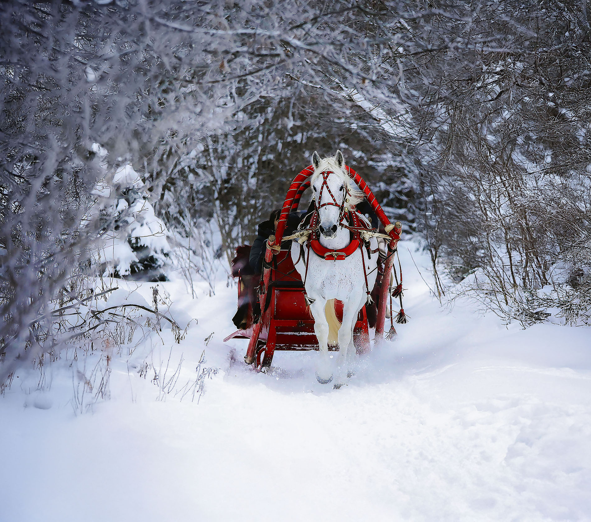 лошадь, прогулка, сани, лес, зима, horse, forest, winter, nature, Стукалова Юлия