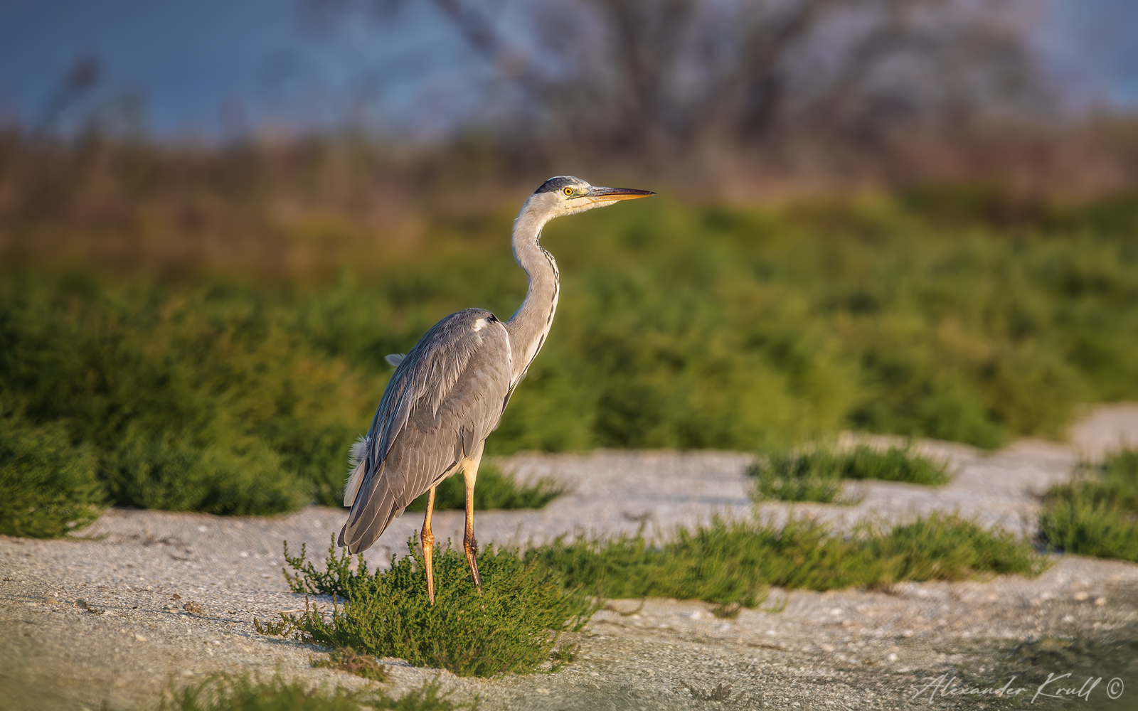 цапля, серая цапля, ardea cinerea, Круль Александр