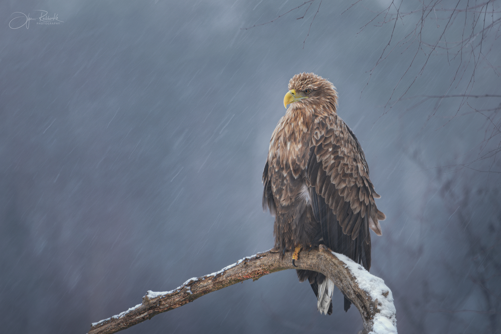 орлан, орлан-белохвост, птицы, eagl, хищник,whate-tailed eagle, Рудченко Ольга