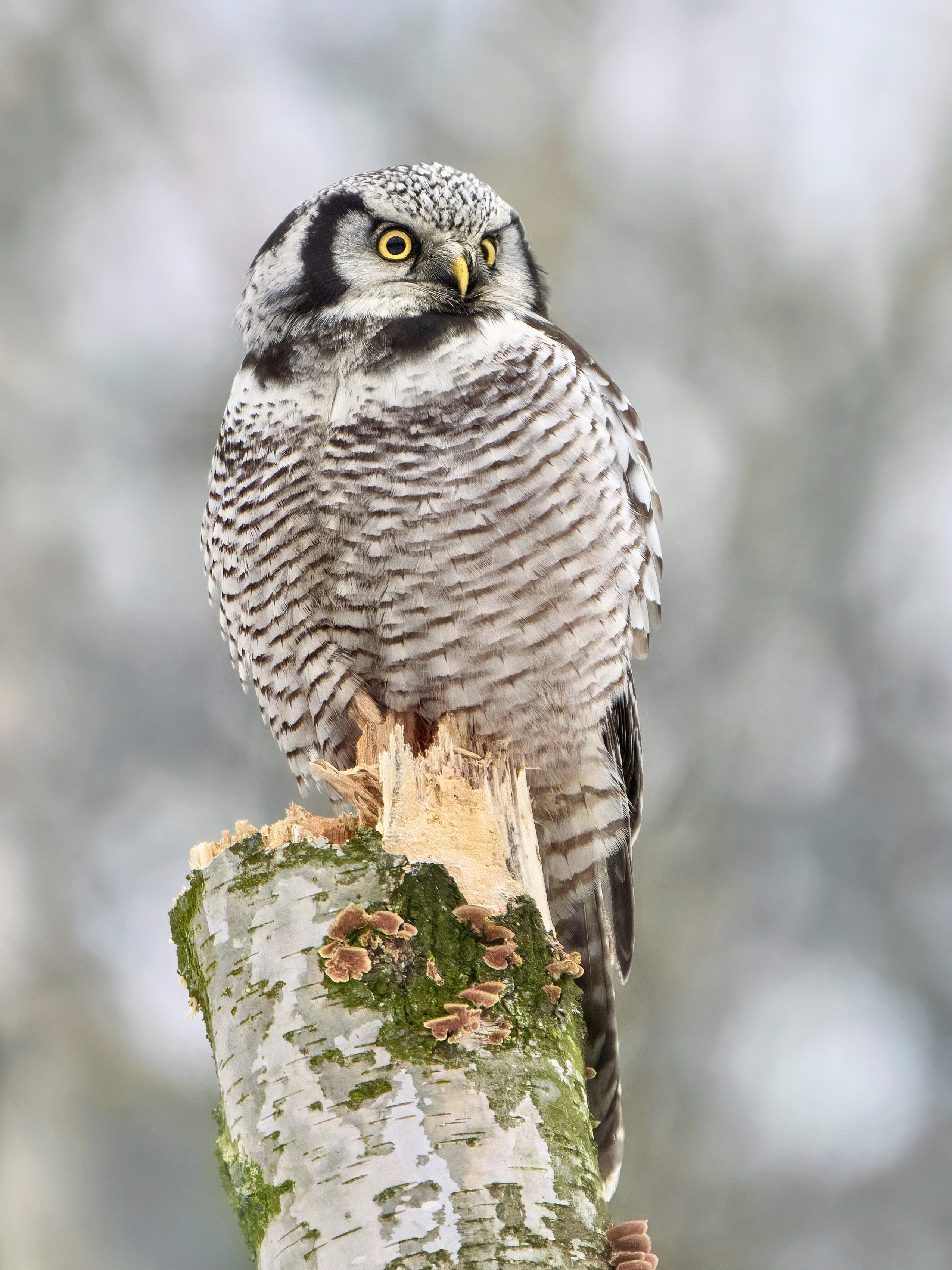 ястребиная сова,сова,northern hawk-owl,owl,surnia ulula,, Andrey Gulivanov