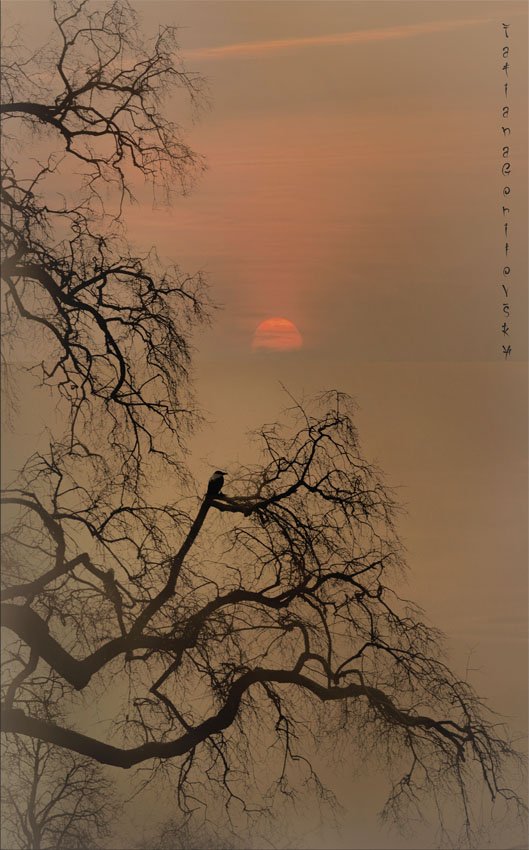 закат, ворона, японский пейзаж, Татьяна Гориловская