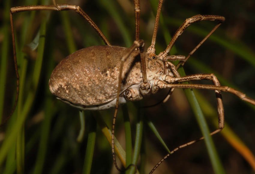 сенокосец, opiliones, Юрий Охлопков