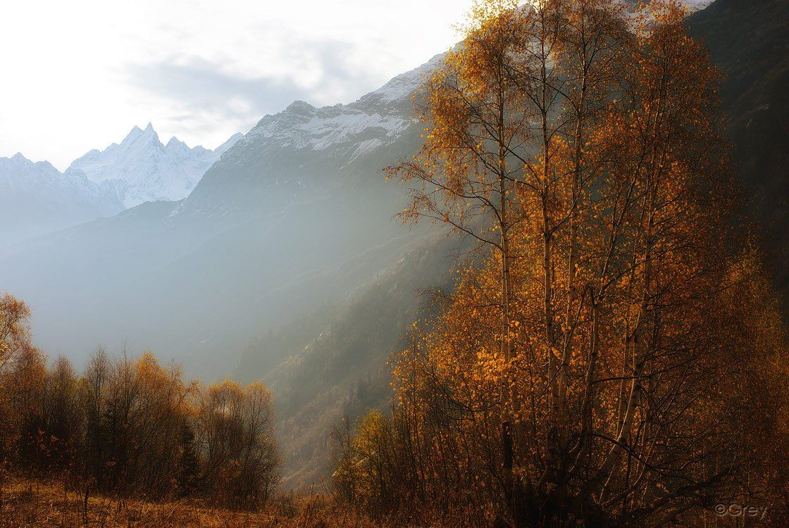 осень,береза,горы,туман, Сергей Павлов