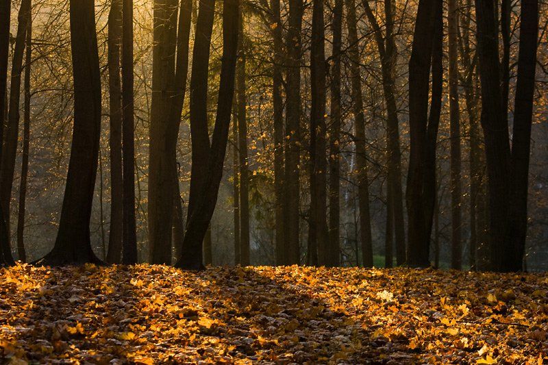 осень, парк, вечер, свет, листья, золото, Gorshkov Igor_Feanorus