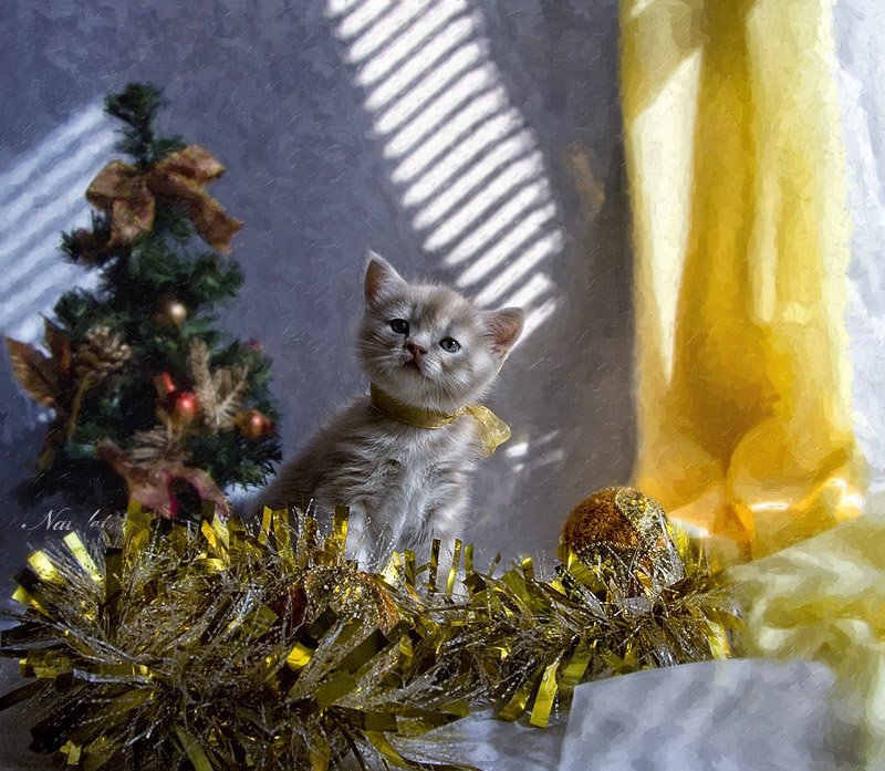 британский кремовый котёнок, эльф, ёлка, гирлянда, новый год, Nateletro