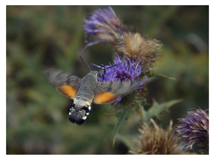 бражник, языкан, хоботник, обыкновенный, macroglossum, stellata, Юрий Охлопков