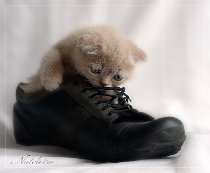 шотландский вислоухий котик, ботинок, улыбка, Nateletro