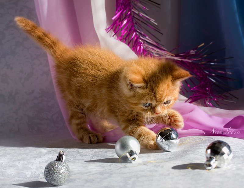 рыжий экзотический котик, лис, новогодние шары, игра, Nateletro