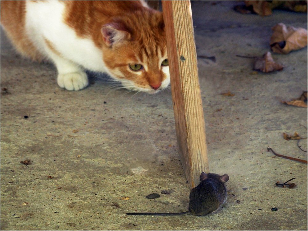 кот, мышь, Борис Пирог