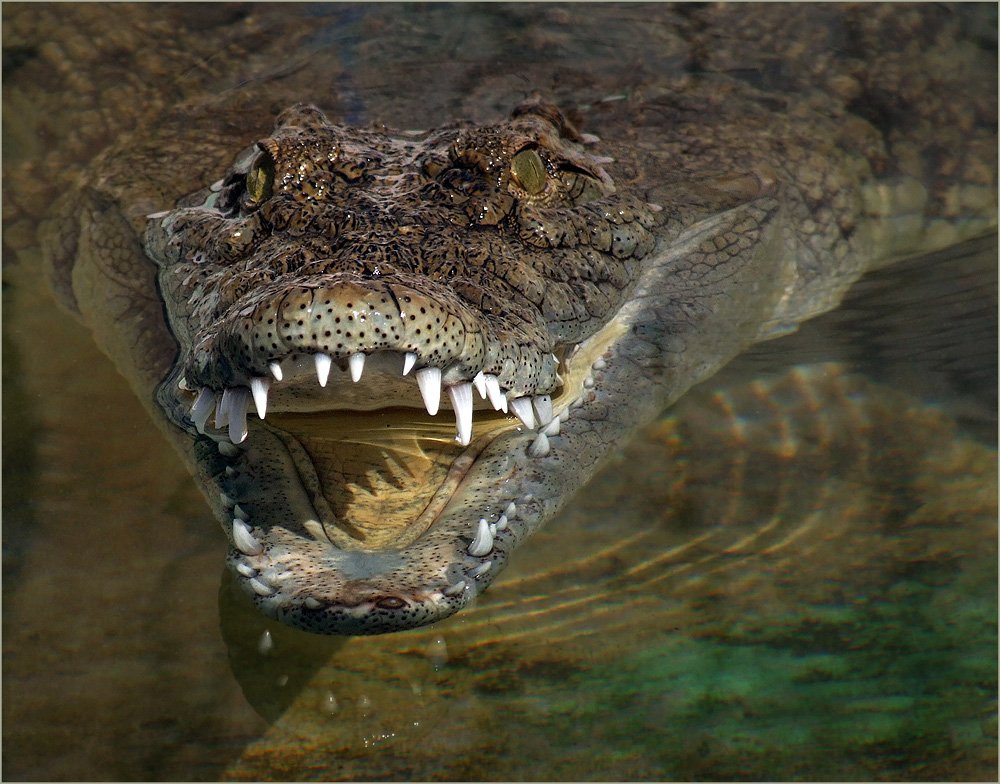 крокодил, Борис Пирог