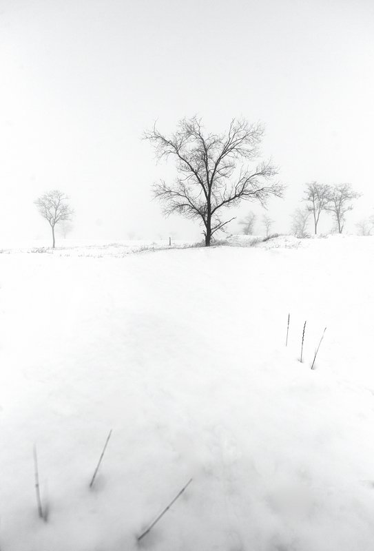 зима, деревья, туман, Кирилл Брага