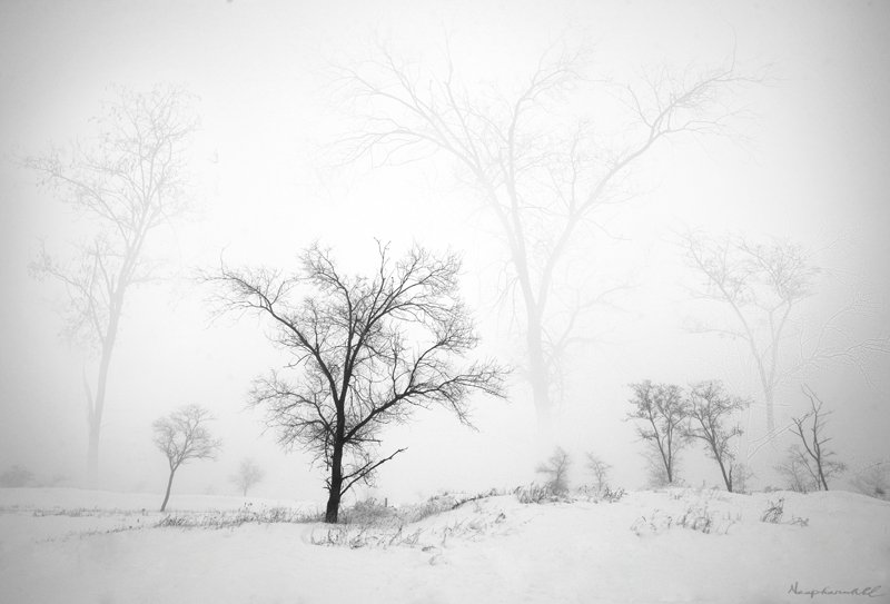 зима, сон, деревья, туман, снег, Кирилл Брага
