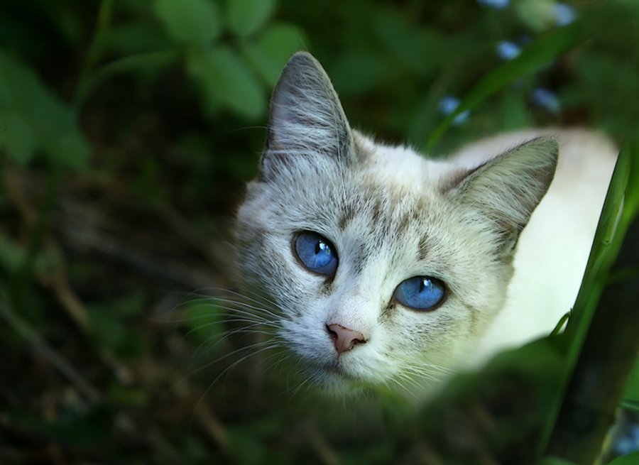 кошка, глаза, незабудки, mariavgorskaya