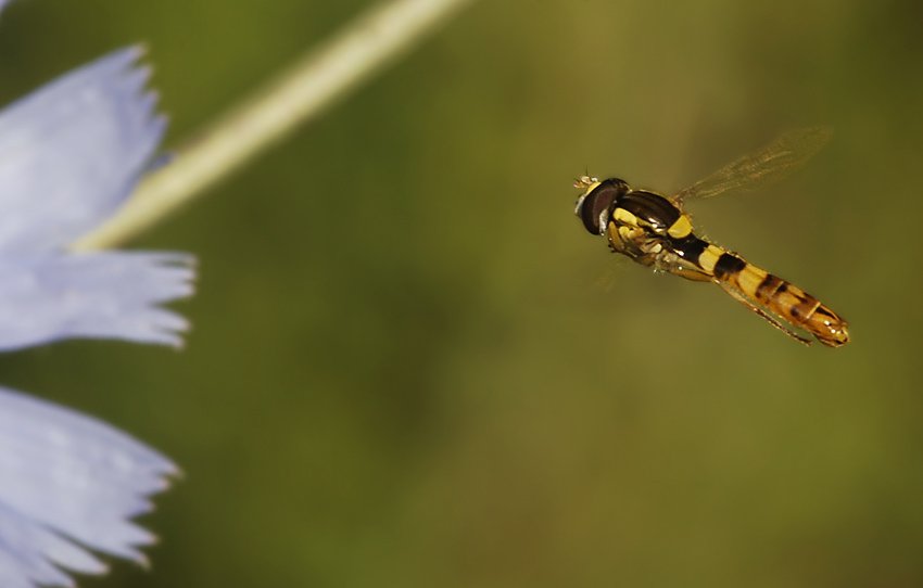 журчалки, syrphidae, Юрий Охлопков