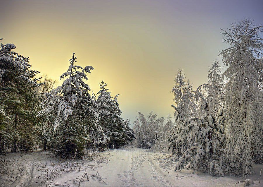 деревья, снег, зима, небо, пейзаж, ели, vurt