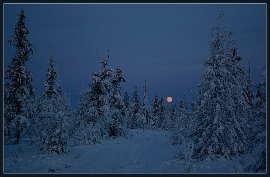 Ночь в тайге рассказ. Зимняя Тайга. Зимний лес ночью. Тайга зимой. Ночная Тайга зимой.