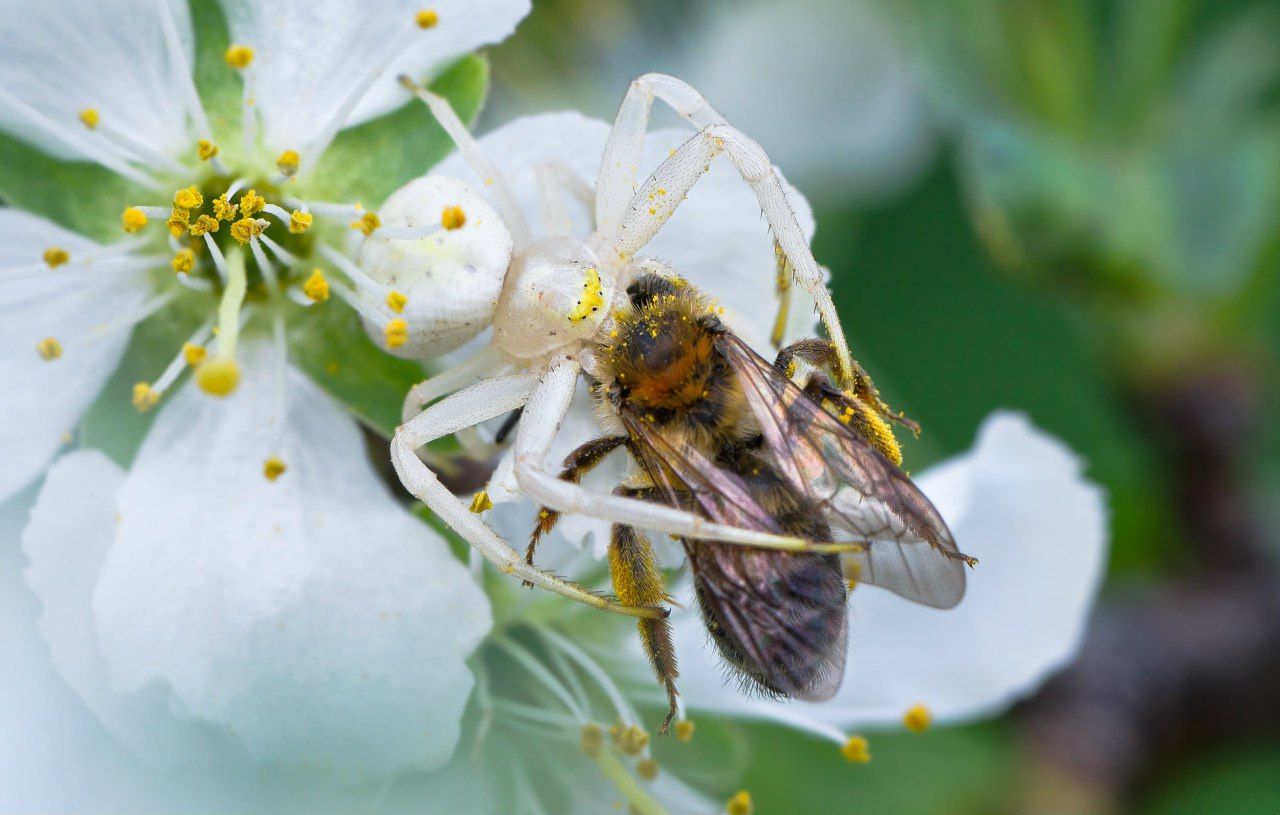 misumena vatia, весна, добыча, лапы, макро, маскировка, мизумена, насекомое, охота, паук, паук бокоход, паукообразное, пчела, самка, слива, тычинки, хищник, цветение, цветок, Ксения Соварцева