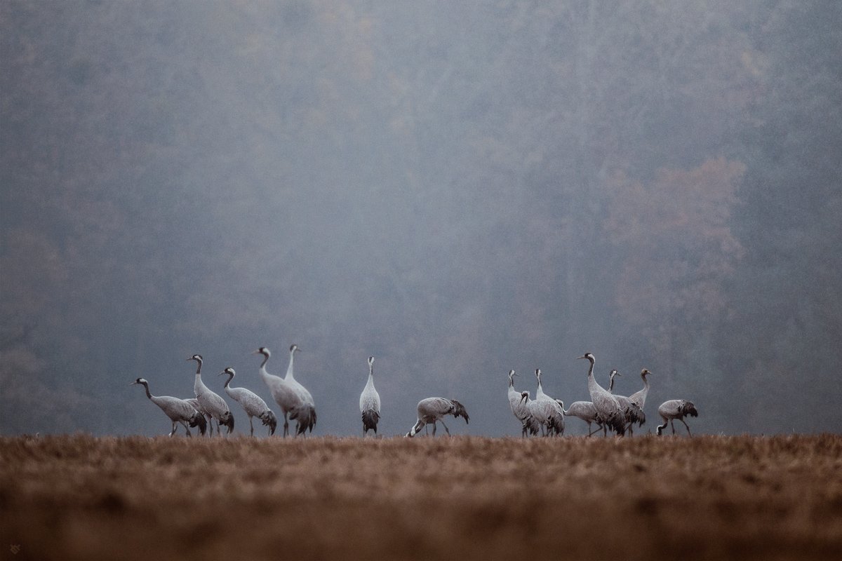common crane, birds, wildlife,, Wojciech Grzanka