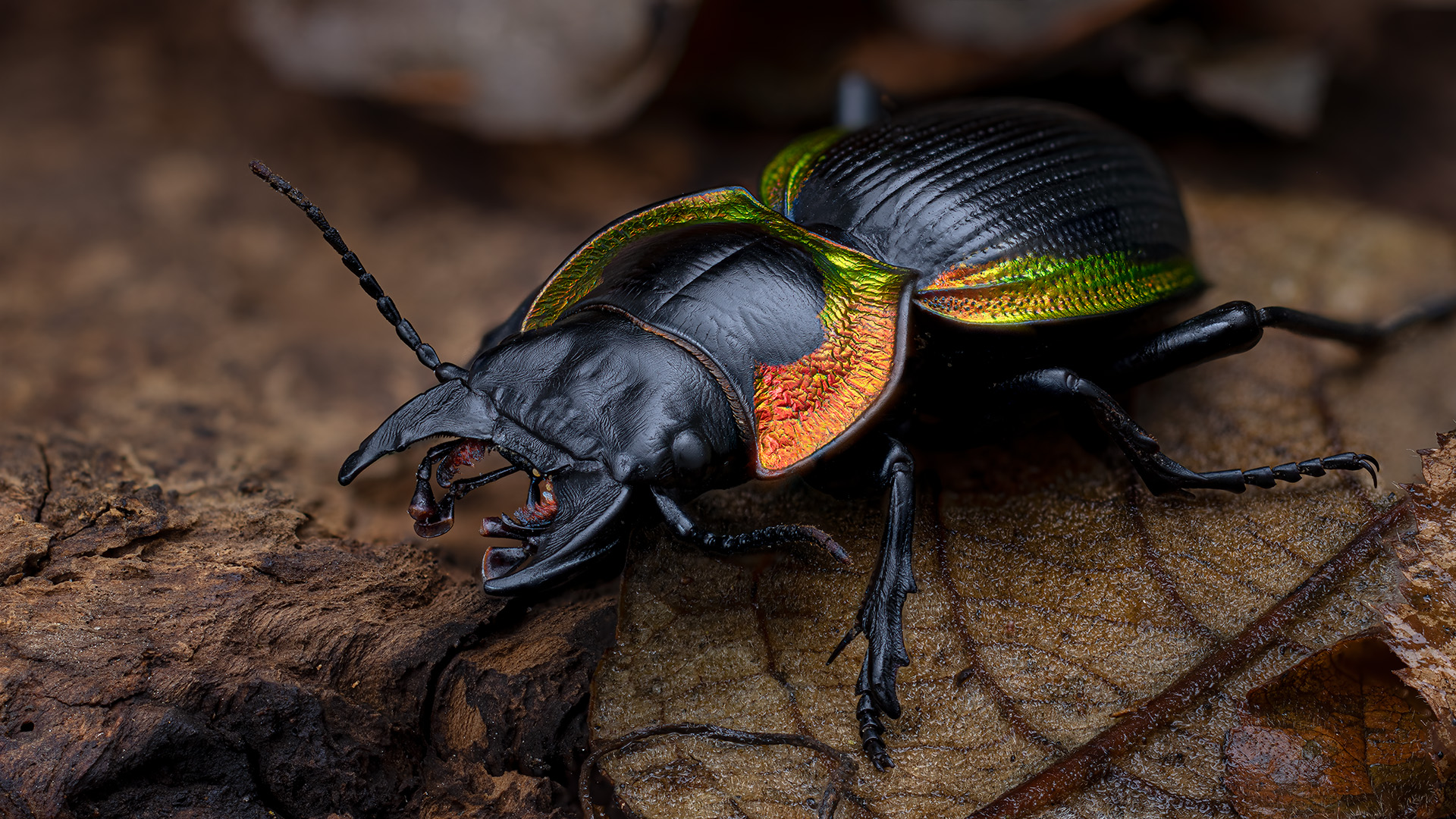 coleoptera, carabidae, mouhotia batesi, жужелица, Kavaliauskas Eugenijus